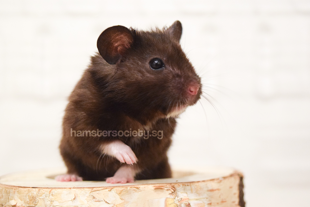 Grapes Adopted Hamster Society Singapore
